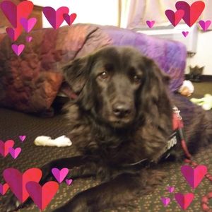 Meet your Posher, Jodi